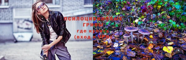 индика Новокубанск